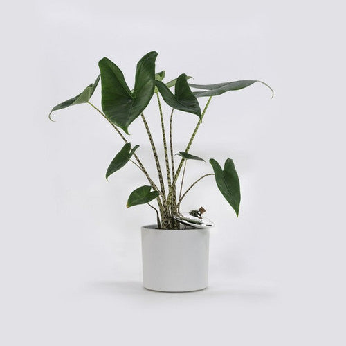 Arroseur Autonome OVNI Bitten – Objet déco original