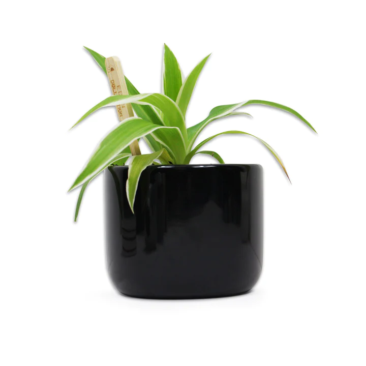 Pot Pour Plante Jurassic Park - Logo