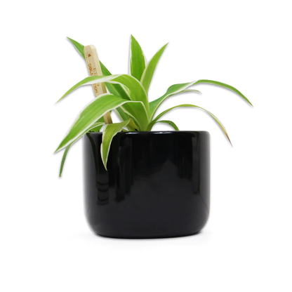 Pot Pour Plante Jurassic Park - Logo